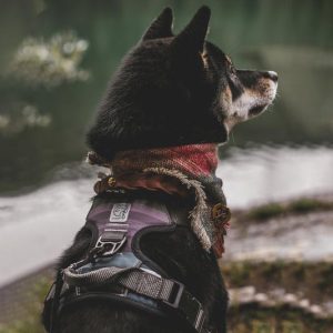 Collars & Harnesses